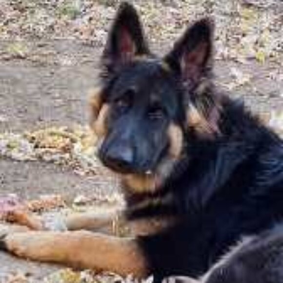 Meet your Posher, Jennifer - Picture 1 of 1